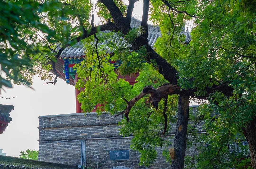 槐