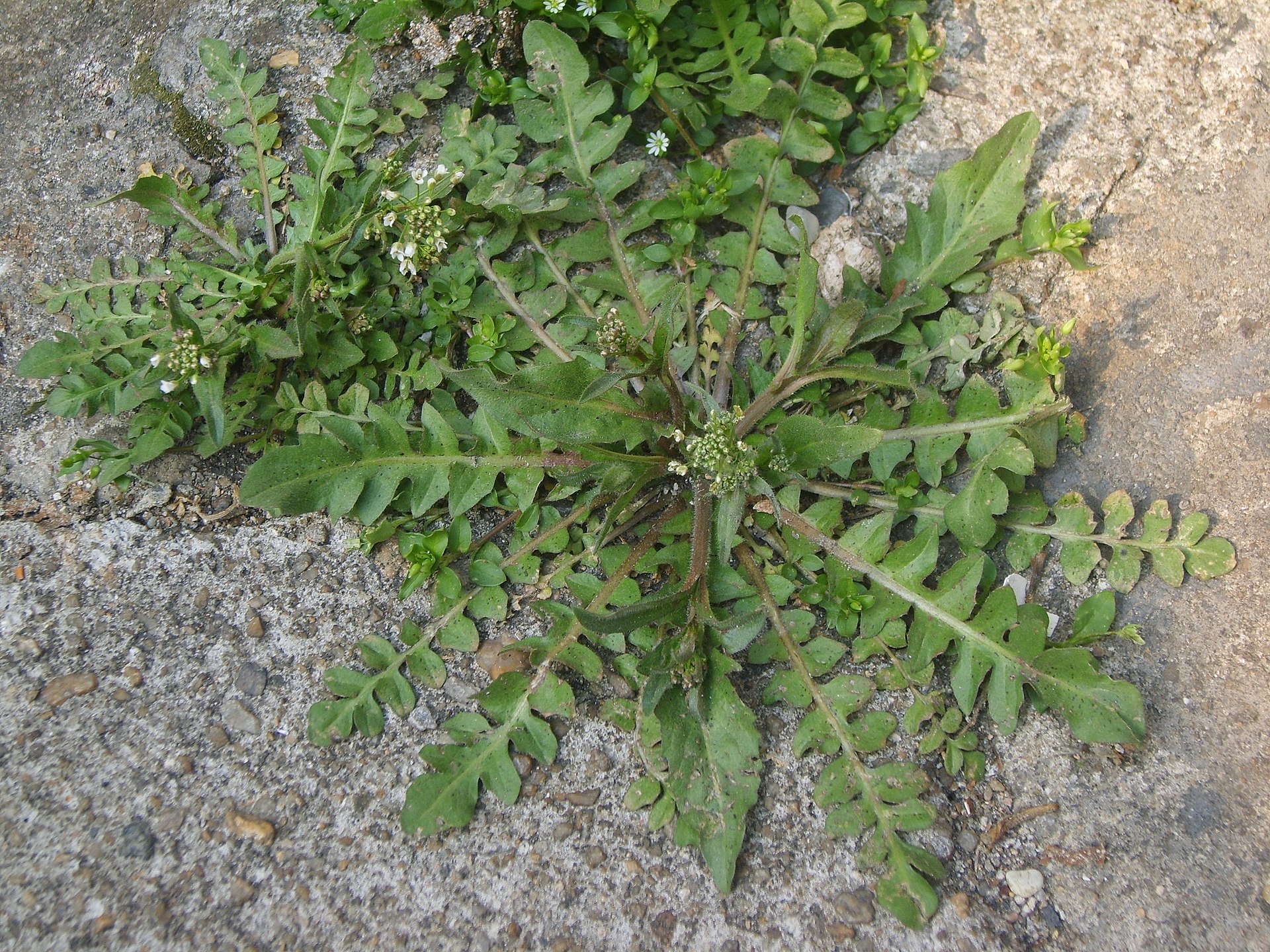 荠