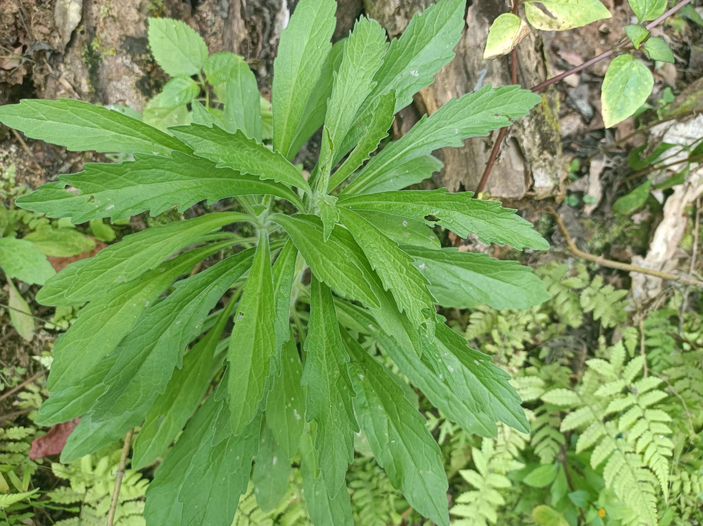 荼