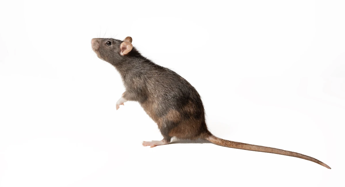 鼠