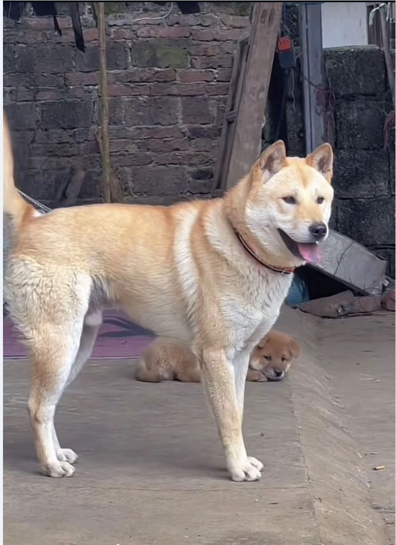犬