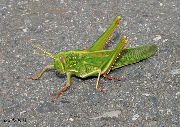 螽斯