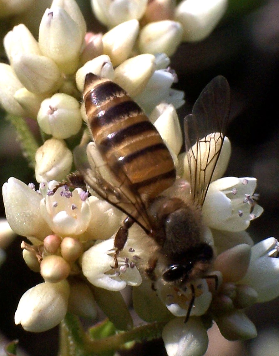 蜂