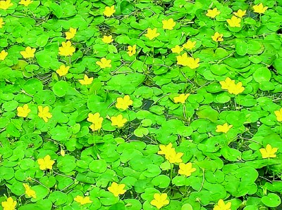 荇菜