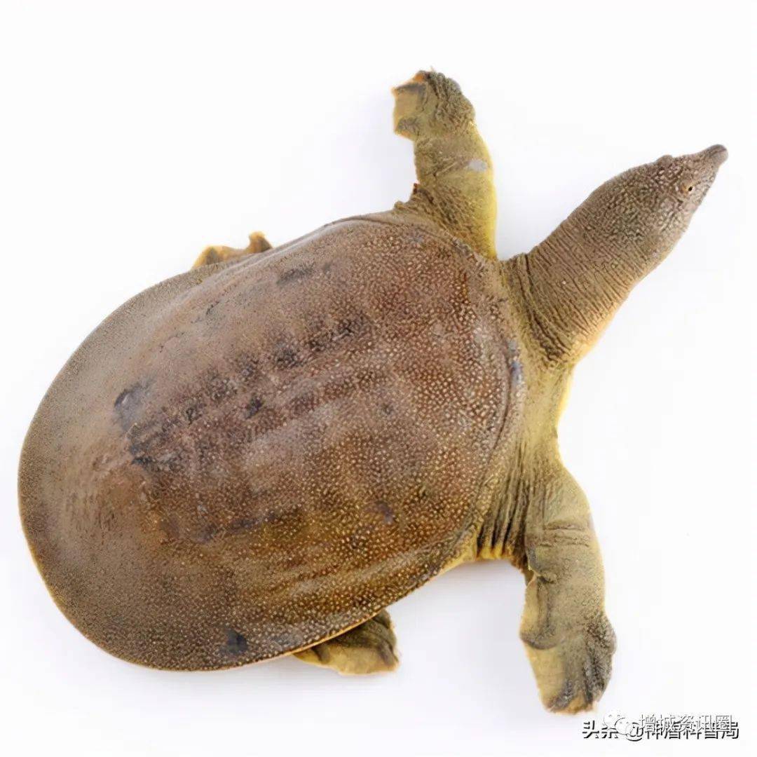 鳖