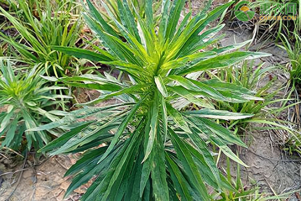 飞蓬
