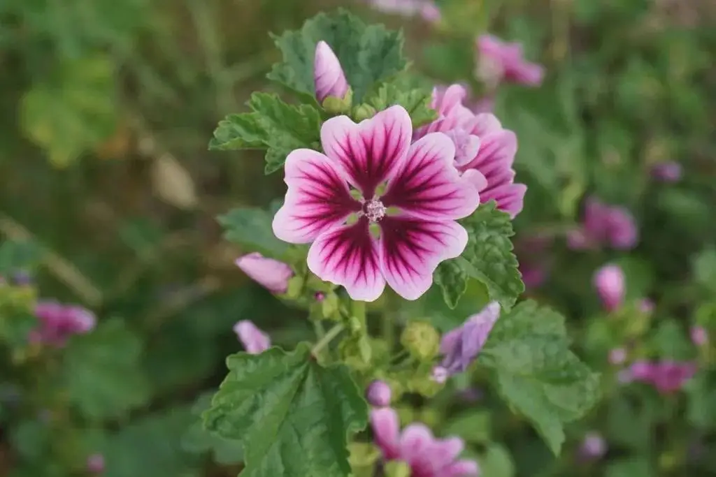 荍