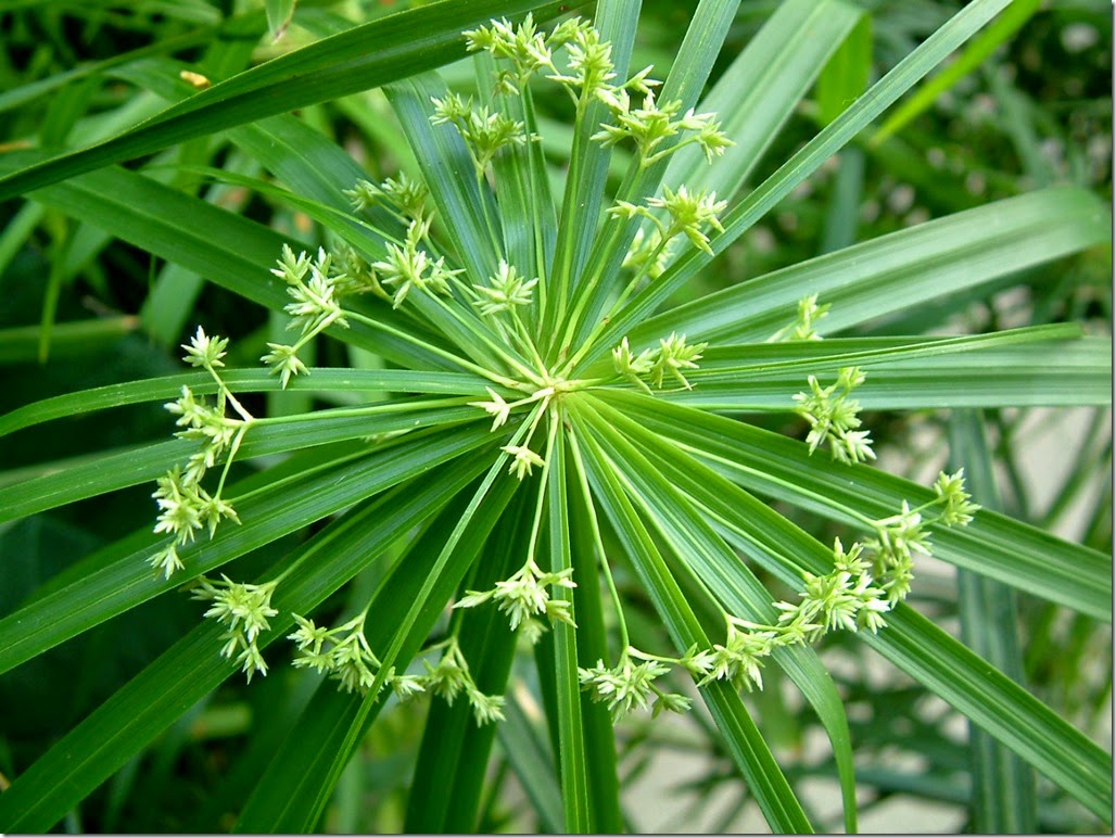 菅