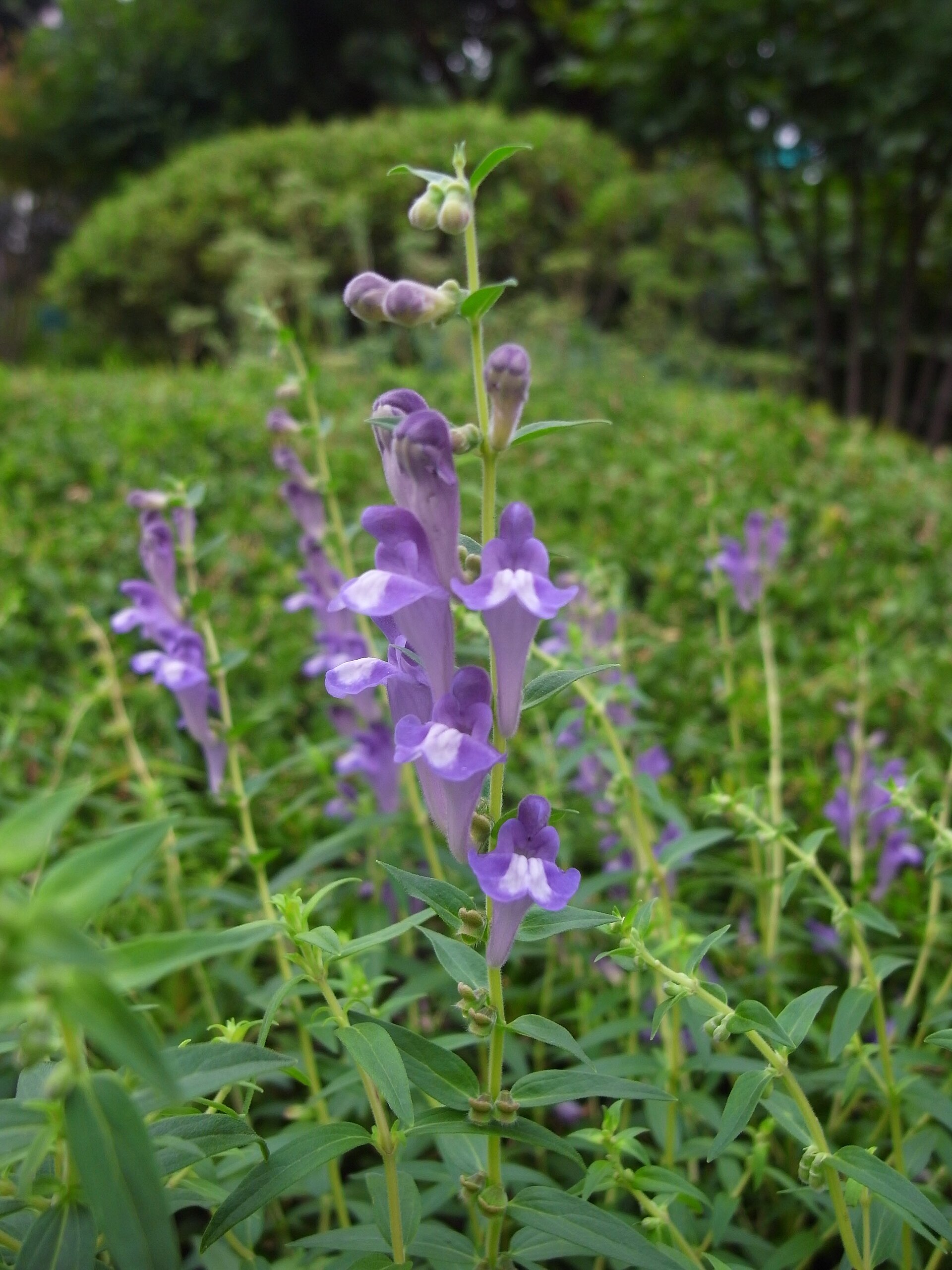 芩