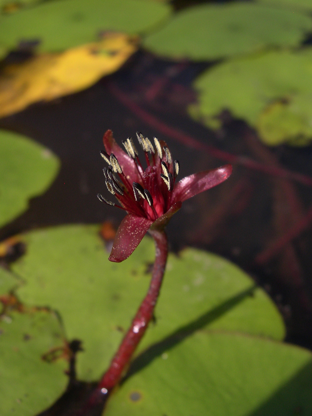 茆