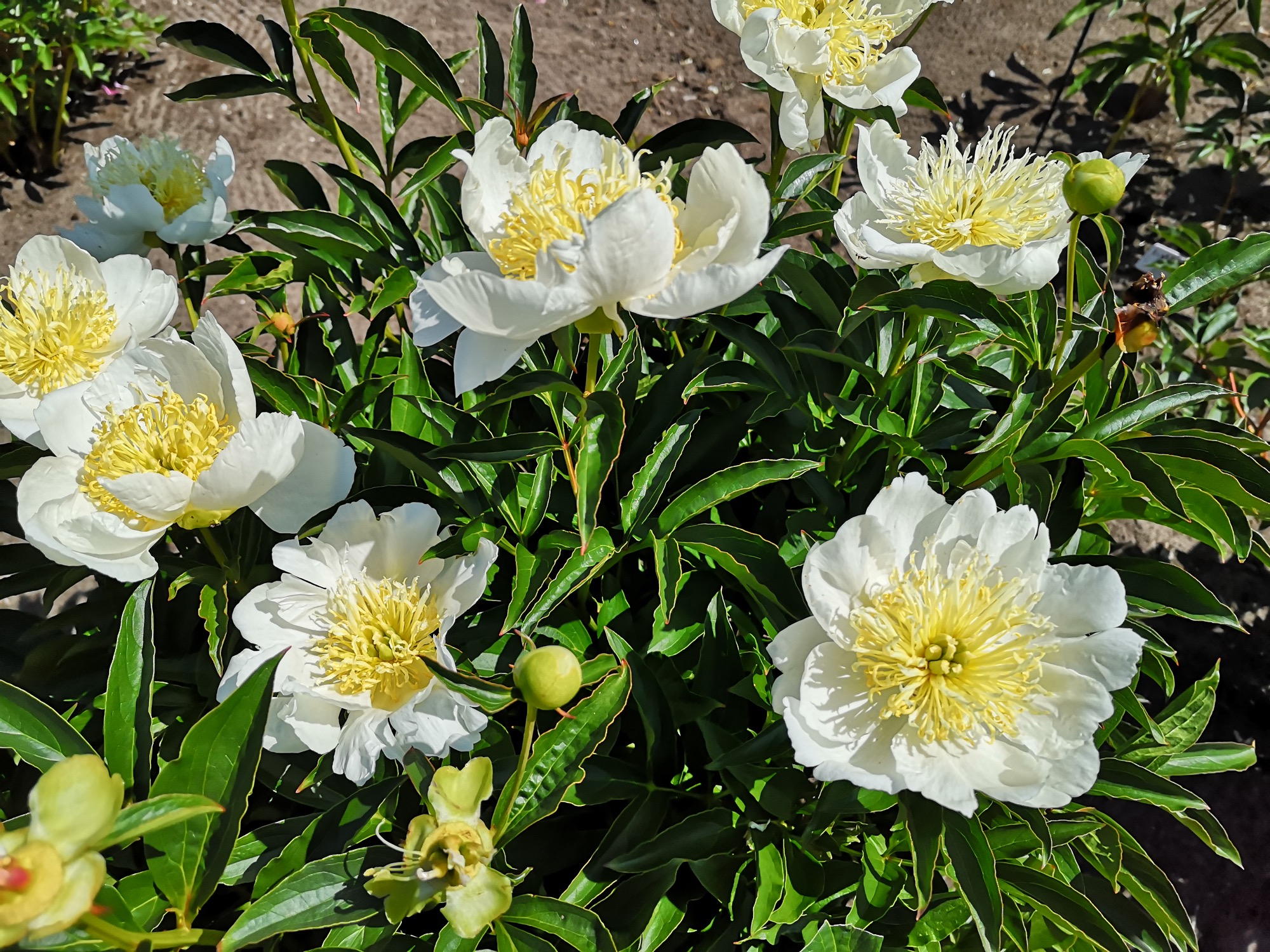 芍药
