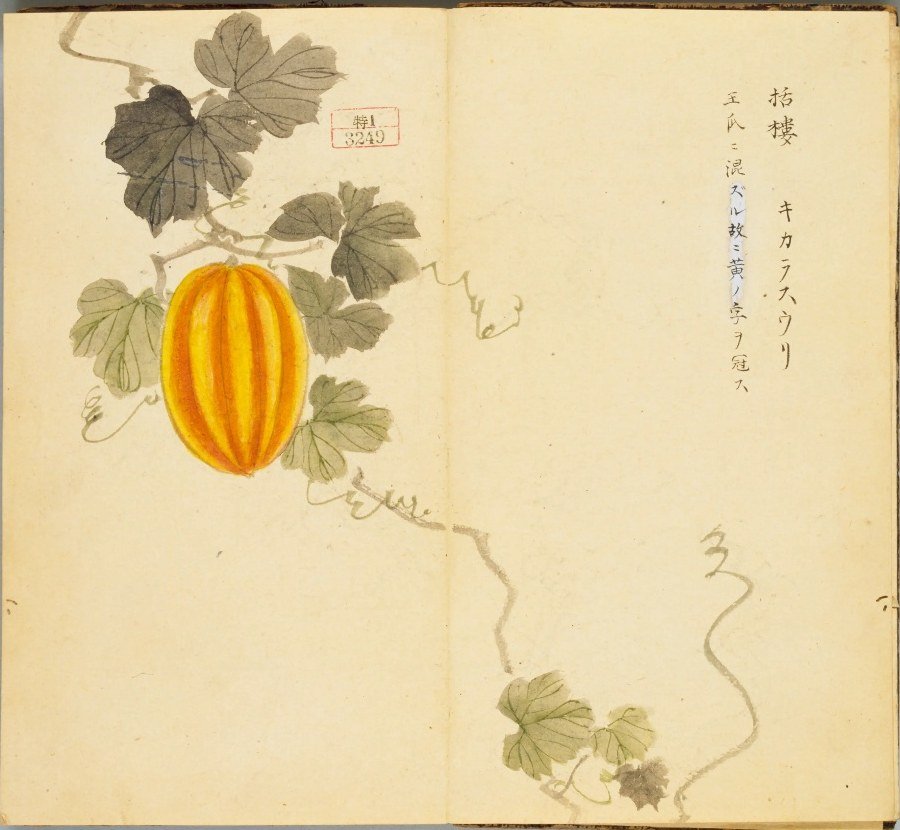 果裸