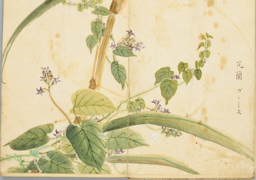 芄兰